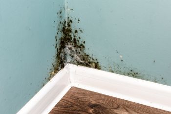 Mold Remediation in West Hills, New York by Clean Up Kings Inc.